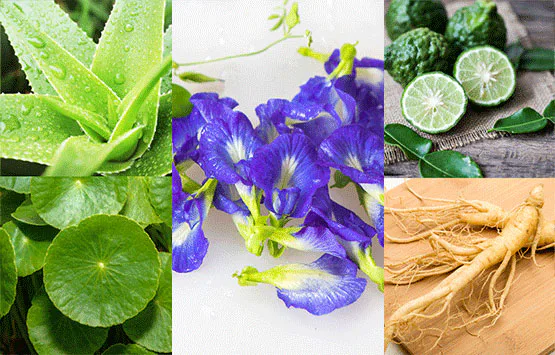10 amazing herbs to keep hair strong, beautiful, and shedding-free