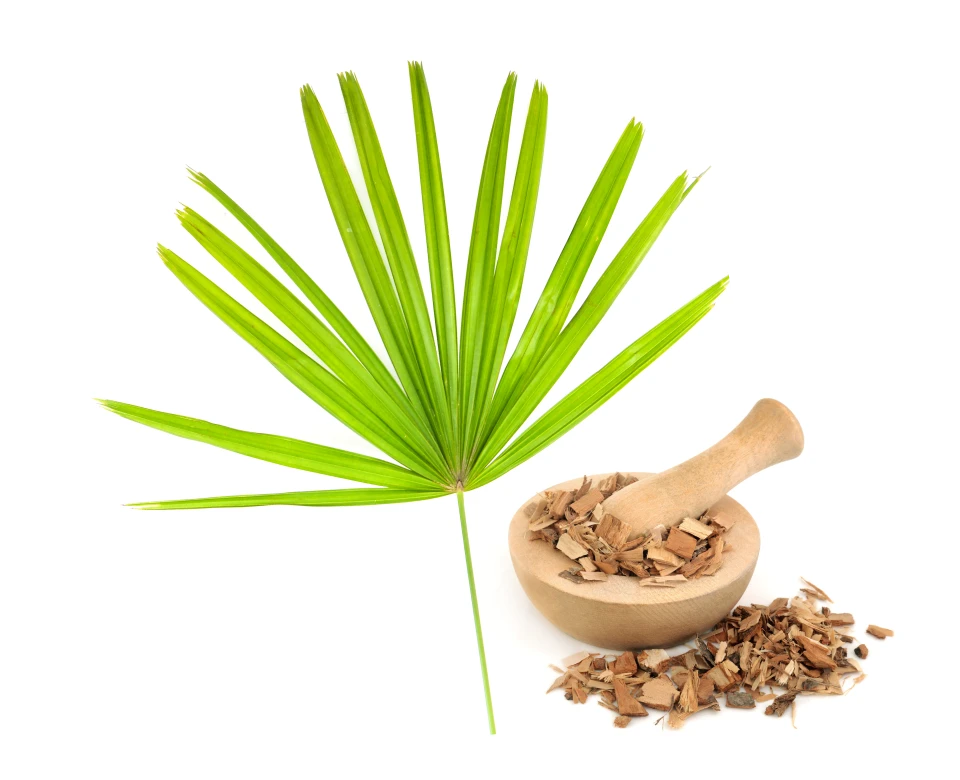saw palmetto