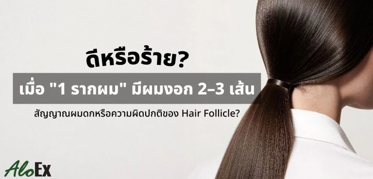 ดีหรือร้ายเมื่อ 1 รากผม มีผมงอก 2-3 เส้น