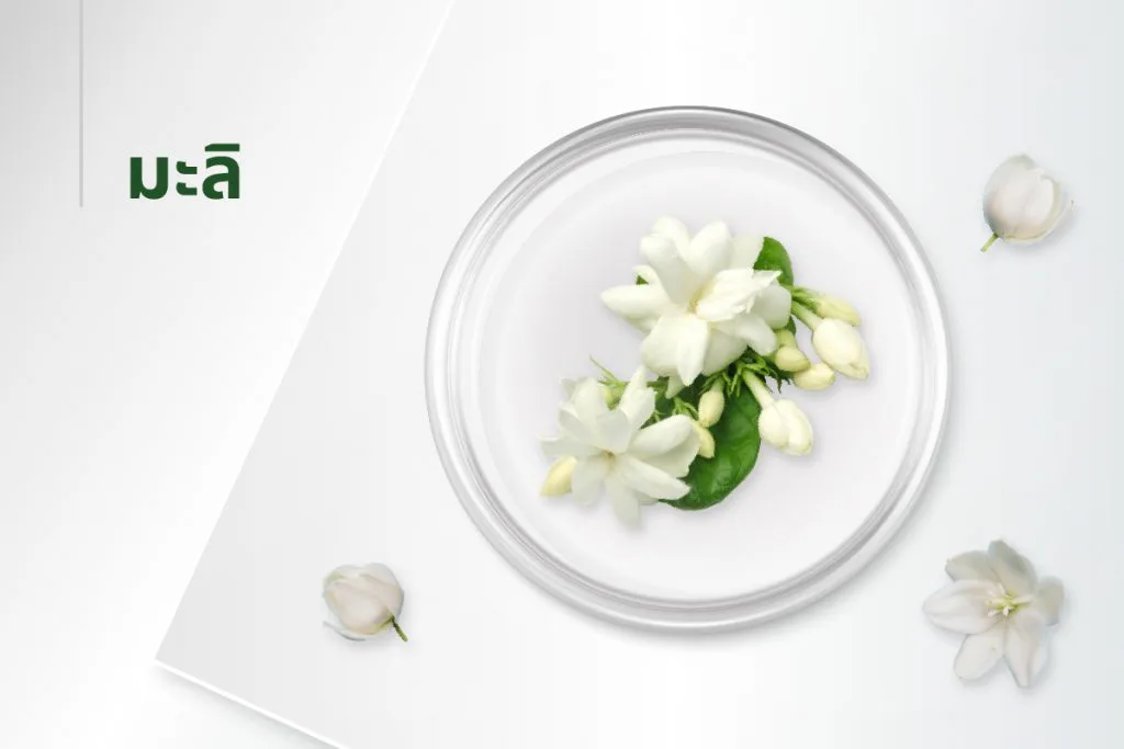 The 15 extracts — Jasmine