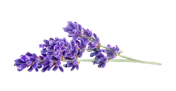 ลาเวนเดอร์