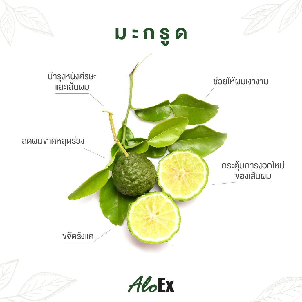 Kaffir Lime