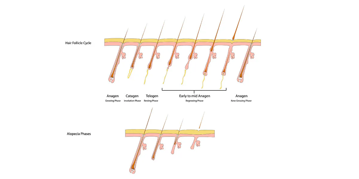 Get to know the hair growth cycle