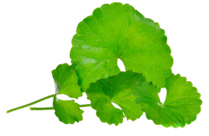 မြင်းခွာပန်း (Centella asiatica)