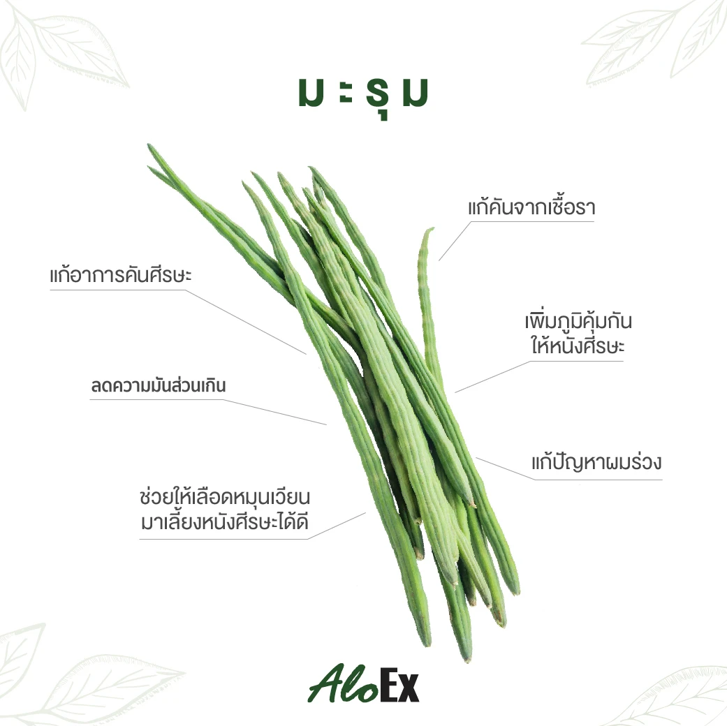 Moringa ဒန့်သလွန်