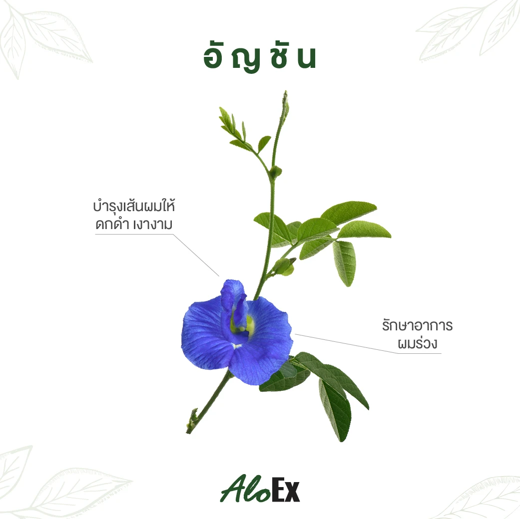 Butterfly Pea အောင်မဲ