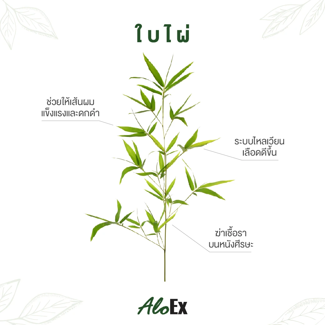 Bamboo Leaf ဝါးရွက်