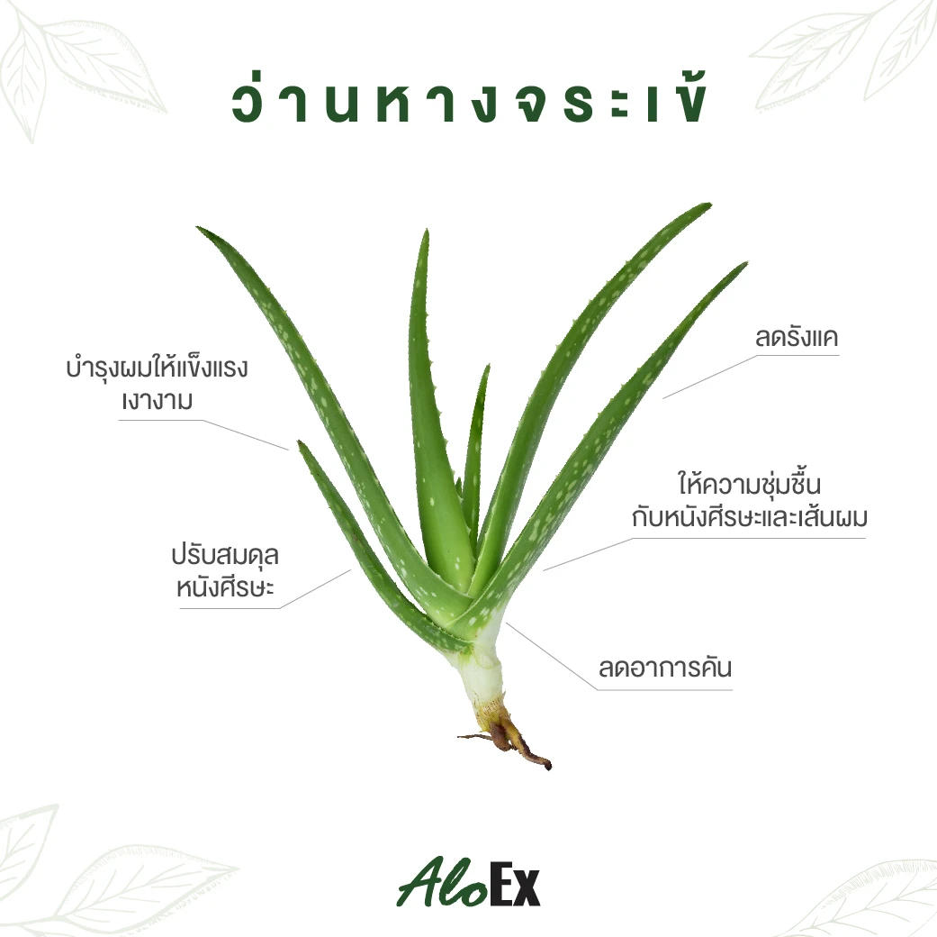 Aloe Vera ရှားစောင်းလက်ပတ်