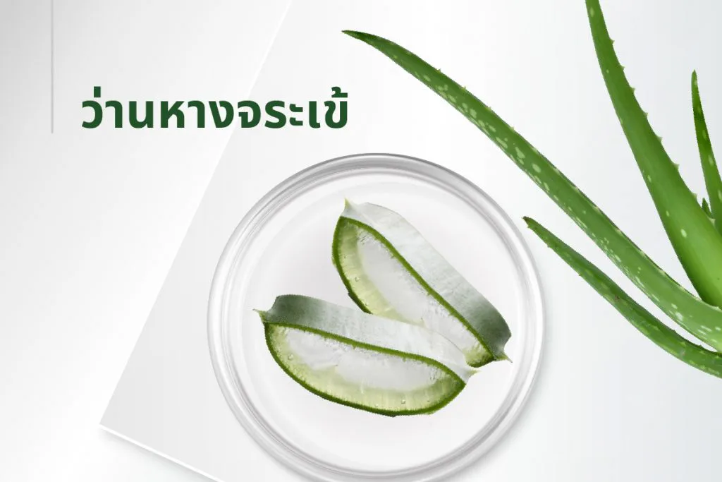 အနှစ်ဓာတ် ၁၅ မျိုး — ရှားစောင်းလက်ပတ်