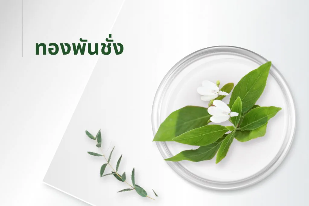 အနှစ်ဓာတ် ၁၅ မျိုး — ထောက်ကြံ့