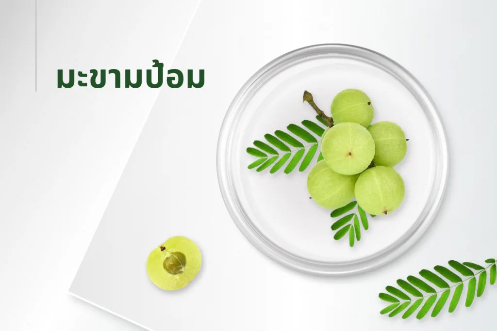 အနှစ်ဓာတ် ၁၅ မျိုး — ဆီးဖြူသီး (Amla)