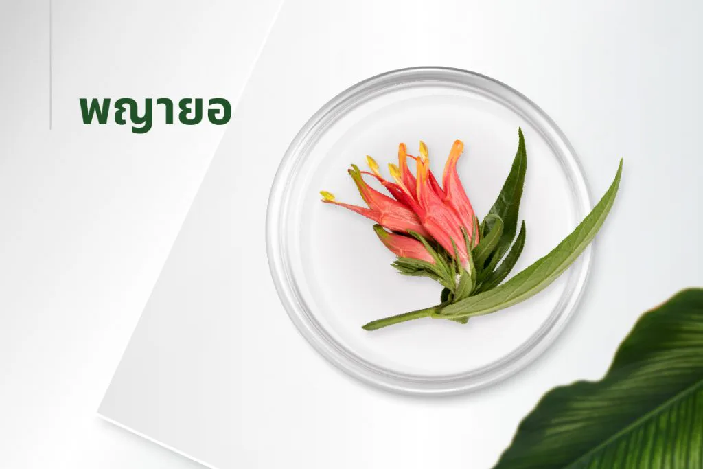 အနှစ်ဓာတ် ၁၅ မျိုး — ဖရဲကြားမွှေး (Clinacanthus)