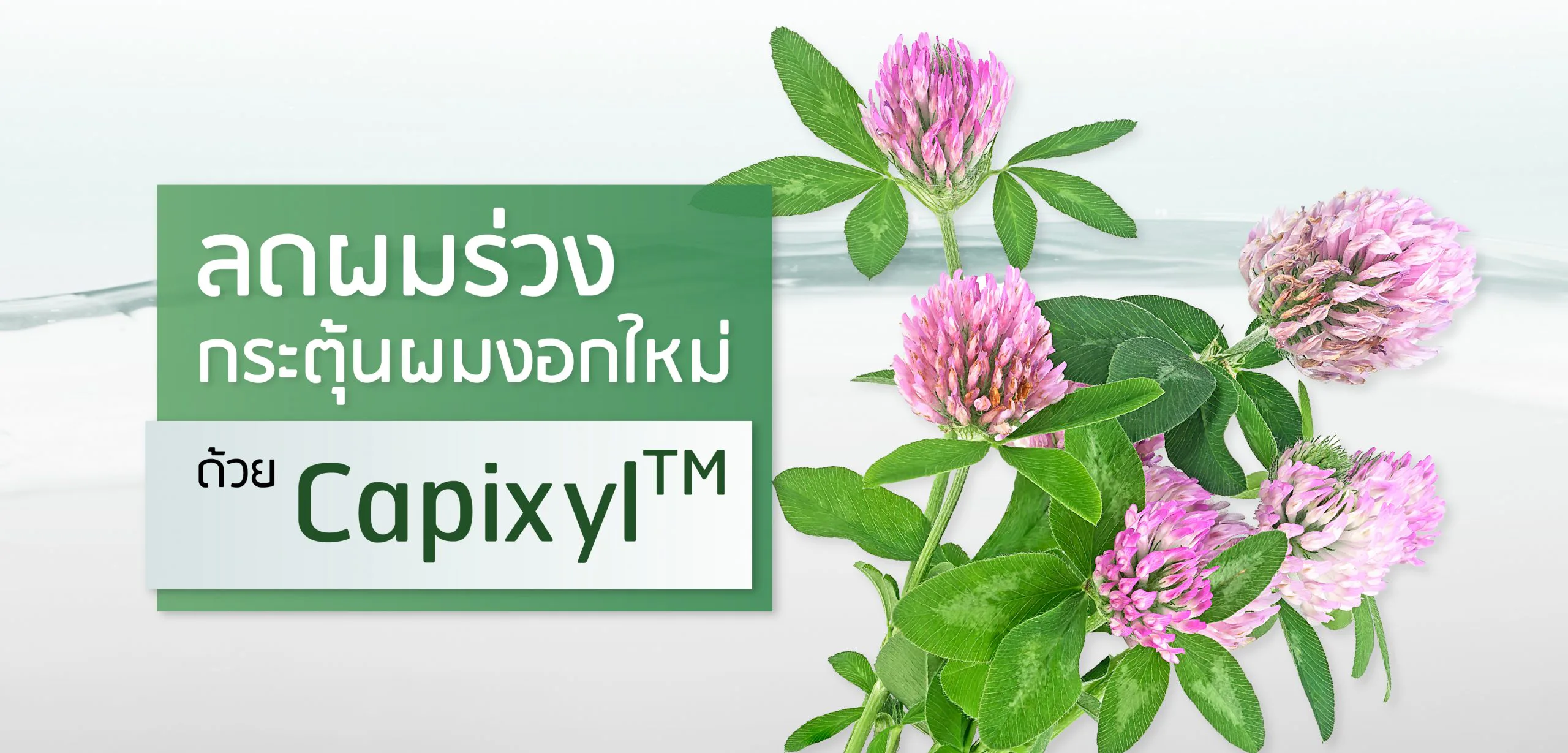Capixyl —— 减少脱发、促进新发