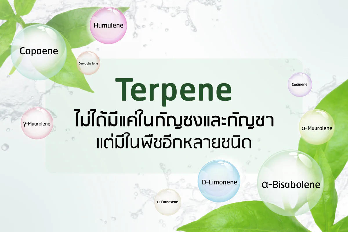 Terpene 有助减少脱发