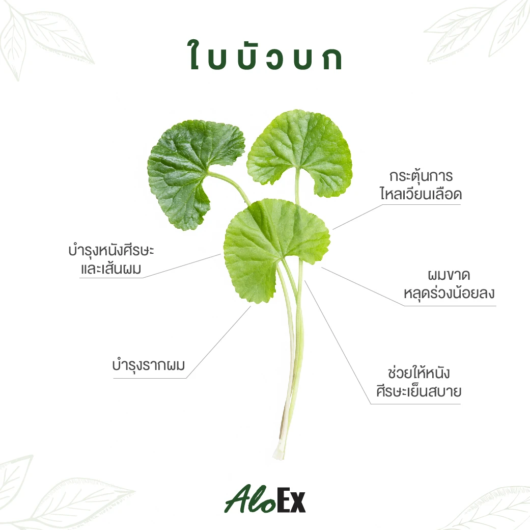 Gotu Kola