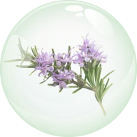 Rosemary Extract