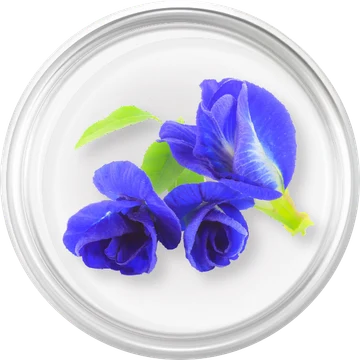 Butterfly Pea