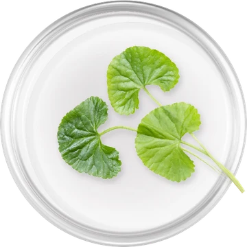 Centella asiatica