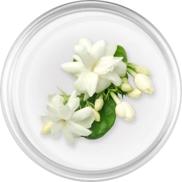 Jasmine