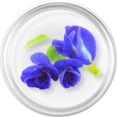 Butterfly Pea