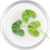 Centella asiatica