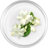 Jasmine
