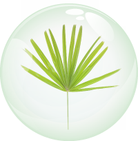 Saw Palmetto bubble