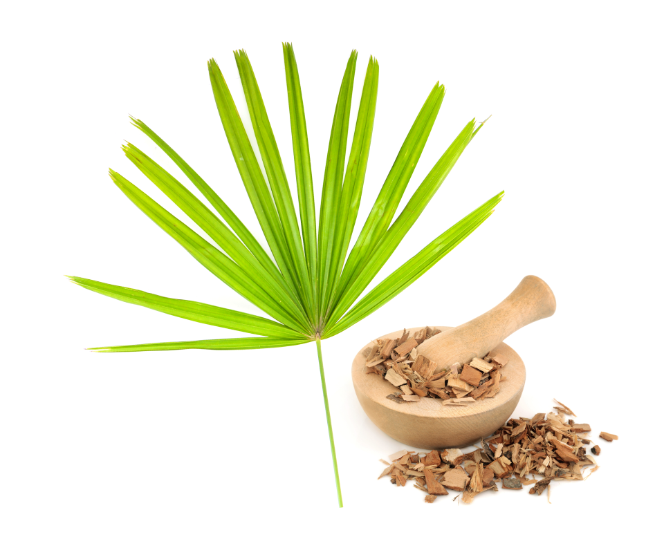 saw palmetto