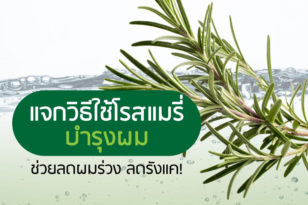 แจกวิธีใช้โรสแมรี่บำรุงผม