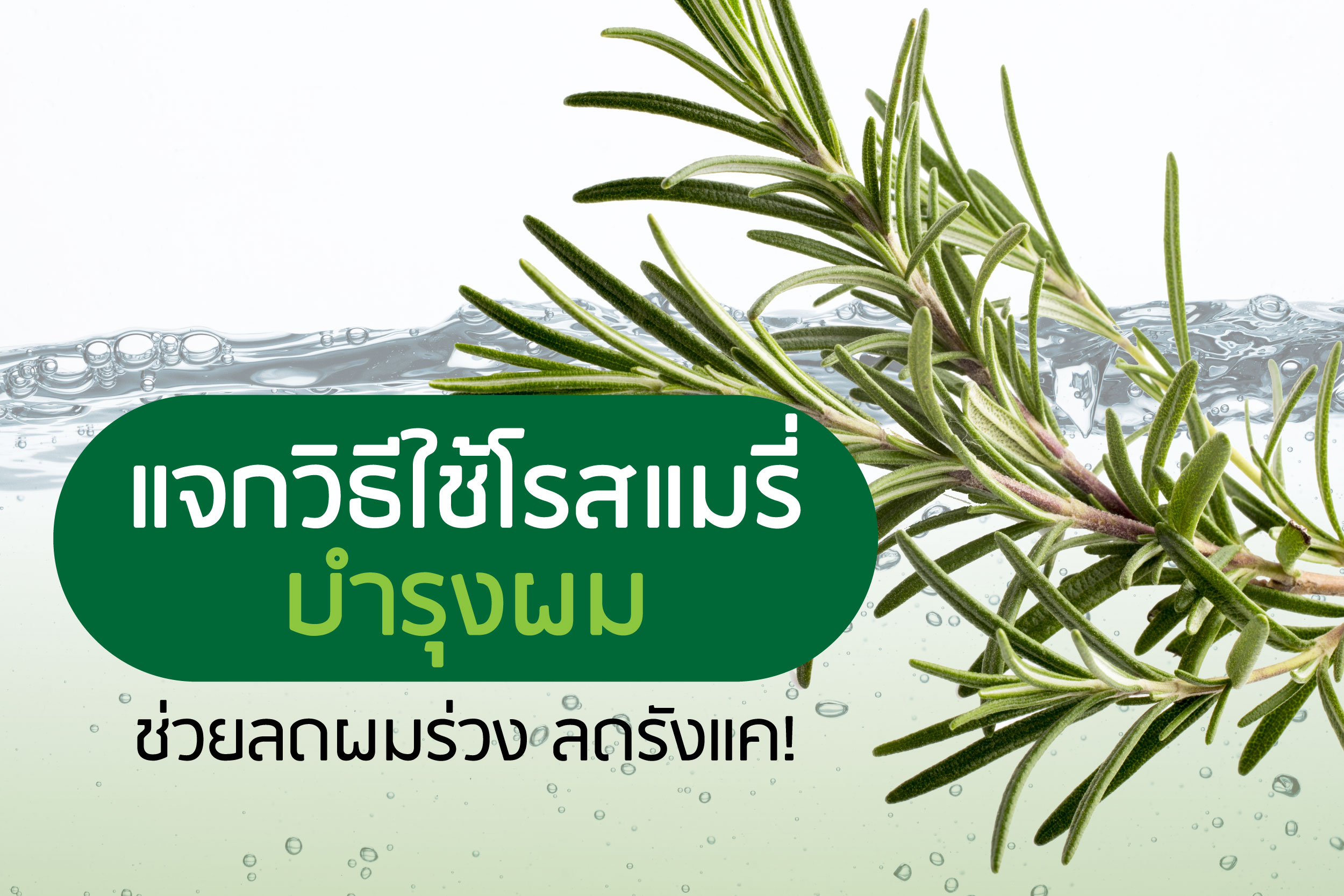 แจกวิธีใช้โรสแมรี่บำรุงผม