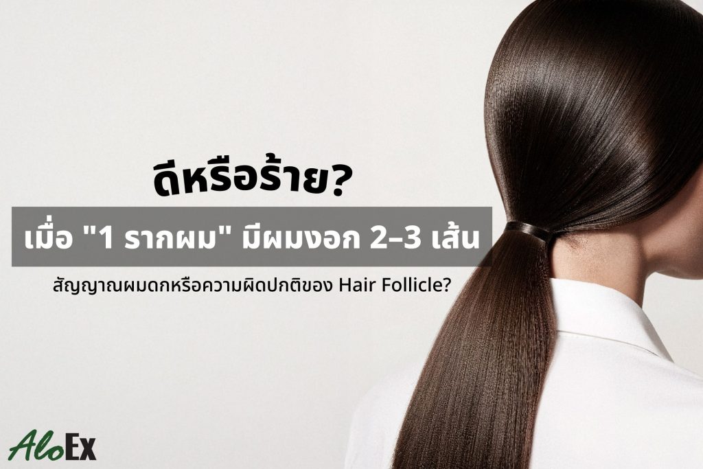 ดีหรือร้ายเมื่อ 1 รากผม มีผมงอก 2-3 เส้น